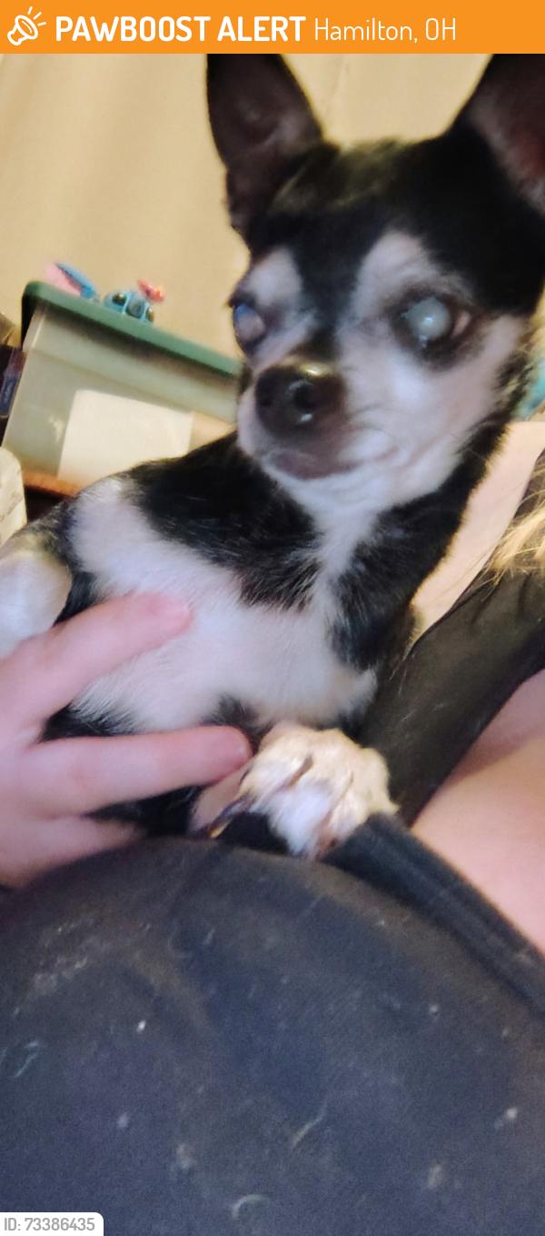 Found/Stray Female Dog last seen Carriage hill apmts, Hamilton, OH 45013