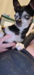 Found/Stray Female Dog last seen Carriage hill apmts, Hamilton, OH 45013