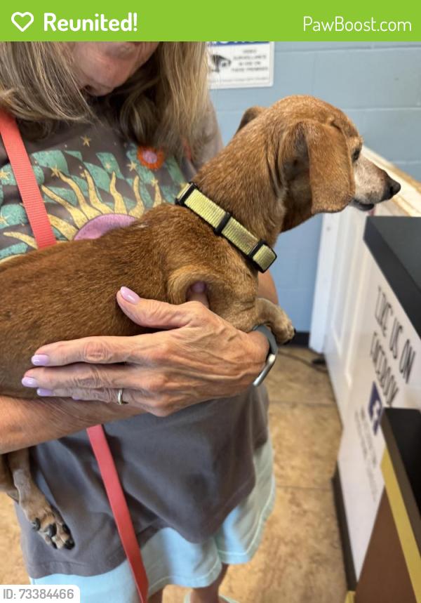 Reunited Female Dog last seen High Lawn Terrace at Meadowbrook, Watauga, TX 76148