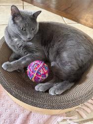 Lost Male Cat last seen Anita Drive , Unionville, Markham, ON 