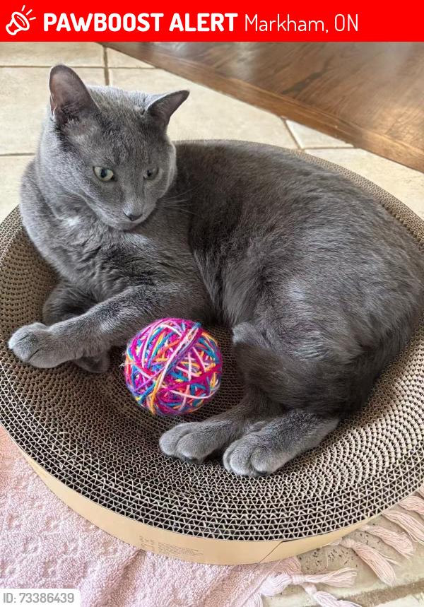 Lost Male Cat last seen Anita Drive , Unionville, Markham, ON 