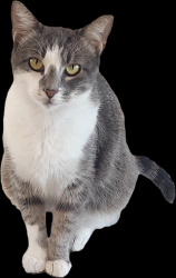 Lost Female Cat last seen Clear Branch Way, Royse City, TX 75189