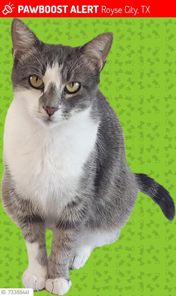 Lost Female Cat last seen Clear Branch Way, Royse City, TX 75189
