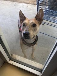 Found/Stray Male Dog last seen Connie dr, Sacramento, CA 95821
