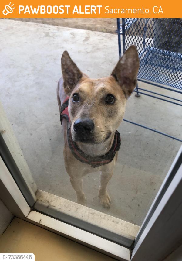 Found/Stray Male Dog last seen Connie dr, Sacramento, CA 95821