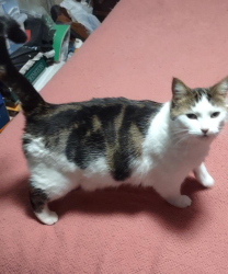 Lost Female Cat last seen Todd Rd, Whitehall, MI 49461, USA, Whitehall, MI 49461