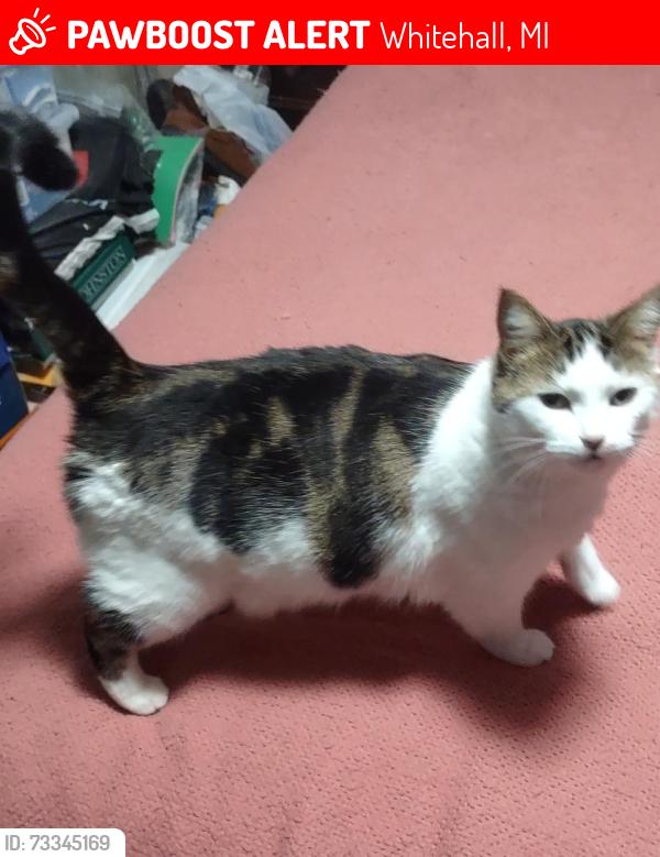 Lost Female Cat last seen Todd Rd, Whitehall, MI 49461, USA, Whitehall, MI 49461
