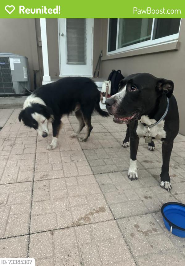 Reunited Unknown Dog last seen San Helen Dr, Dunedin, FL 34698, USA, Dunedin, FL 34698