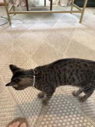 Found/Stray Female Cat last seen Shearwater, Menifee, CA 92584