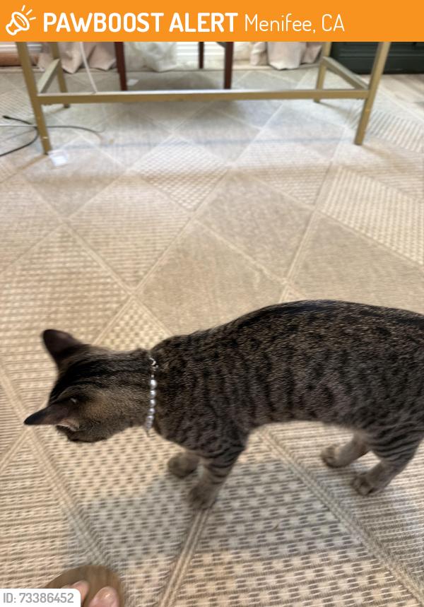 Found/Stray Female Cat last seen Shearwater, Menifee, CA 92584