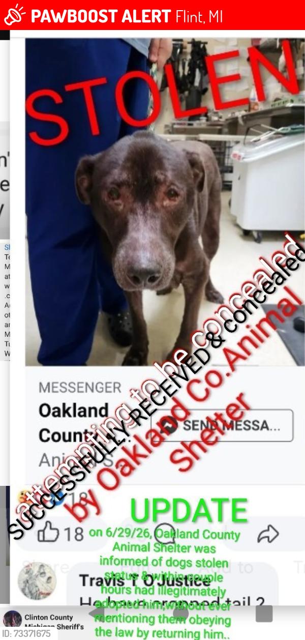 Lost Male Dog last seen Kettering in Flint, Michigan, Flint, MI 48502