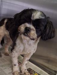 Shelter Stray Female Dog last seen , 1850 W 60th St, Los Angeles, CA 90047, USA