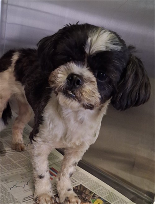 Shelter Stray Female Dog last seen , 1850 W 60th St, Los Angeles, CA 90047, USA