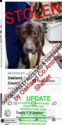 Lost Male Dog last seen Kettering in Flint, Michigan, Flint, MI 48502