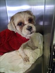 Shelter Stray Unknown Dog last seen , 1850 W 60th St, Los Angeles, CA 90047, USA