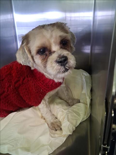 Shelter Stray Male Dog last seen , 1850 W 60th St, Los Angeles, CA 90047, USA