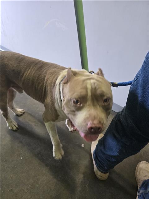 Shelter Stray Male Dog last seen , 1850 W 60th St, Los Angeles, CA 90047, USA