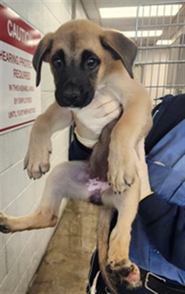 Shelter Stray Female Dog last seen , 11361 W Pico Blvd, Los Angeles, CA 90064, USA