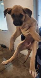 Shelter Stray Female Dog last seen , 11361 W Pico Blvd, Los Angeles, CA 90064, USA