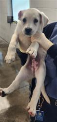 Shelter Stray Female Dog last seen , 11361 W Pico Blvd, Los Angeles, CA 90064, USA