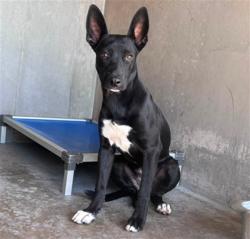 Shelter Stray Female Dog last seen HARRIS, 333 Chandler Pl, San Bernardino, CA 92408, USA