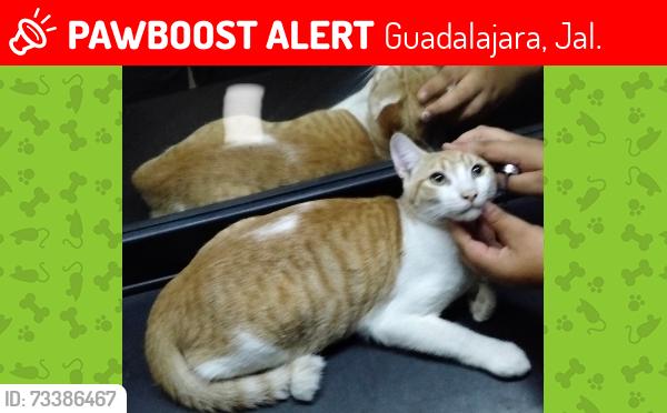 Lost Male Cat last seen Río nilo, Guadalajara, Jal. 44828