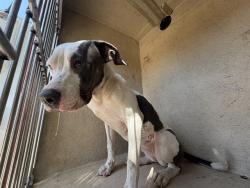 Shelter Stray Unknown Dog last seen Near BLOCK NW 20TH ST, OKLAHOMA CITY OK 73107, 2811 SE 29th St, Oklahoma City, OK 73129, USA
