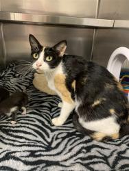 Shelter Stray Female Cat last seen Near BLOCK SW 36 ST, WEST PARK FL 33023, 2400 SW 42nd St, Fort Lauderdale, FL 33312, USA