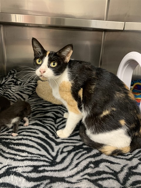 Shelter Stray Female Cat last seen Near BLOCK SW 36 ST, WEST PARK FL 33023, 2400 SW 42nd St, Fort Lauderdale, FL 33312, USA