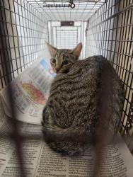 Shelter Stray Female Cat last seen Near BLOCK BRANDYWINE DR S, MARGATE FL 33063, 2400 SW 42nd St, Fort Lauderdale, FL 33312, USA