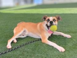 Shelter Stray Male Dog last seen , 957 N Gaffey St, San Pedro, CA 90731, USA