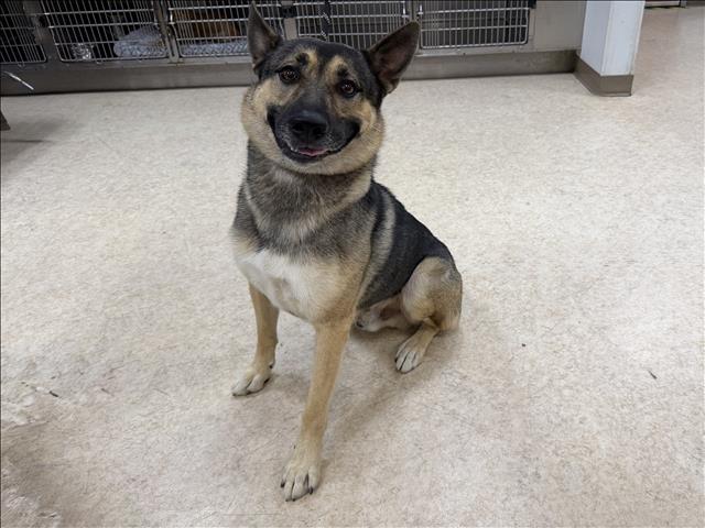 Shelter Stray Male Dog last seen , 957 N Gaffey St, San Pedro, CA 90731, USA