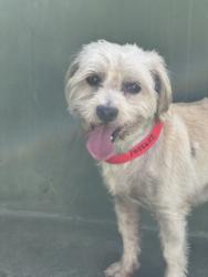 Shelter Stray Male Dog last seen , 14409 Vanowen St, Van Nuys, CA 91405, USA