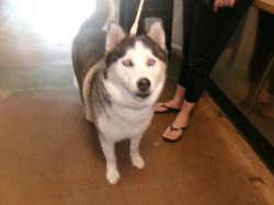 Shelter Stray Female Dog last seen , 14409 Vanowen St, Van Nuys, CA 91405, USA