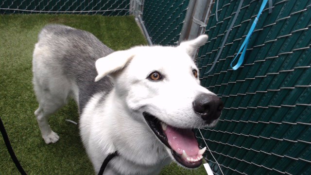 Shelter Stray Male Dog last seen , 11258 Garfield Ave, Downey, CA 90242, USA