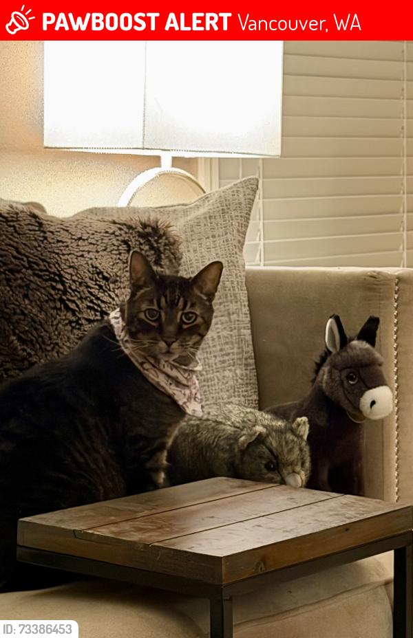 Lost Female Cat last seen 116th St and 24th Ave, Vancouver, WA 98685