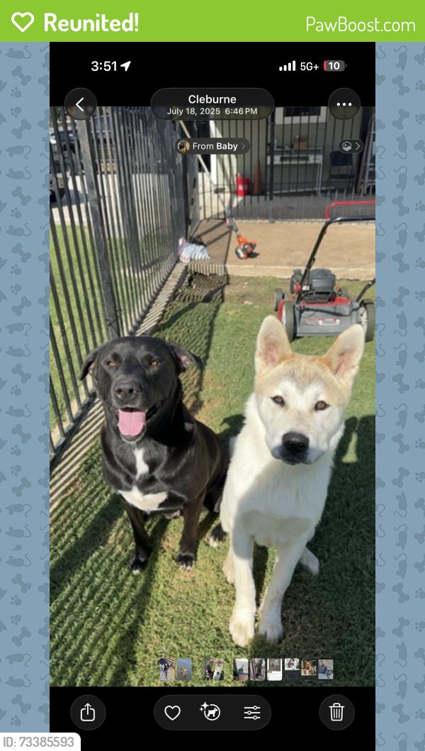 Reunited Male Dog last seen Robin Place, Cleburne, TX 76033
