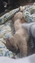 Lost Male Cat last seen Sebastião manual alano 84, Conjunto Habitacional Nova Esperanca, SC 88807-277