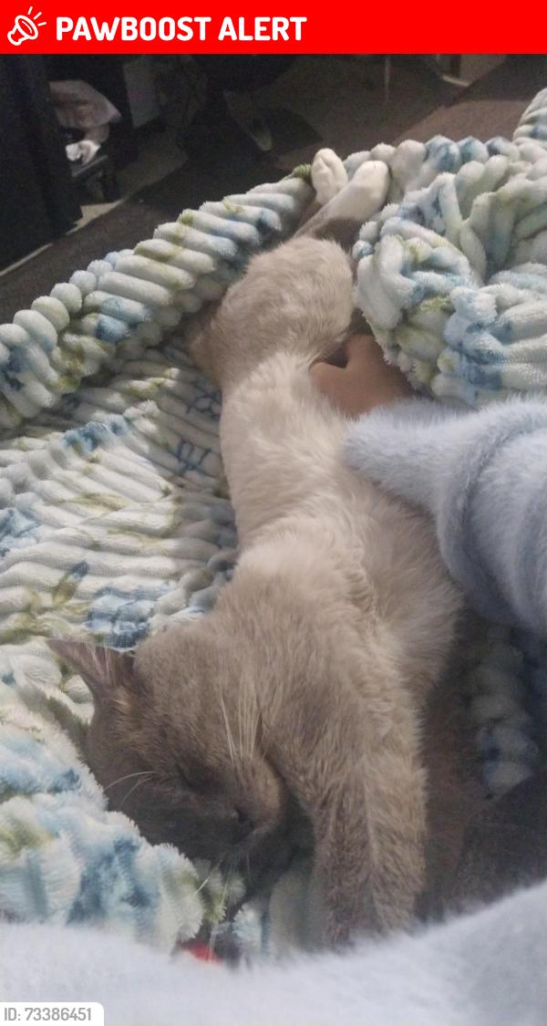 Lost Male Cat last seen Sebastião manual alano 84, Conjunto Habitacional Nova Esperanca, SC 88807-277
