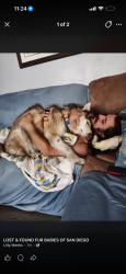 Lost Male Dog last seen Canyon road in Spring valley, Spring Valley, CA 91977
