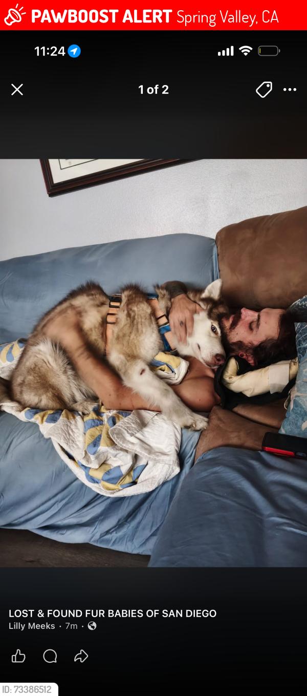 Lost Male Dog last seen Canyon road in Spring valley, Spring Valley, CA 91977