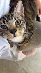 Lost Male Cat last seen deer park ave, Fort Pierce, FL 34951