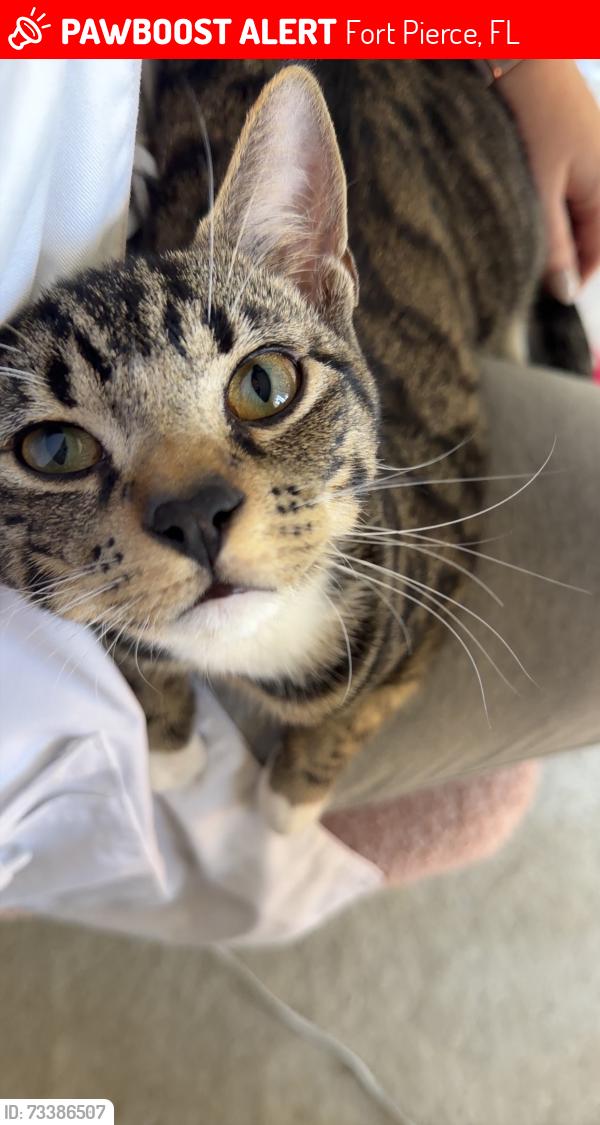 Lost Male Cat last seen deer park ave, Fort Pierce, FL 34951