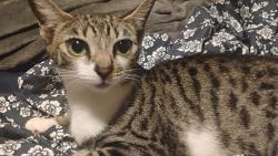 Lost Female Cat last seen Shadow mountain community church, El Cajon, CA 92019