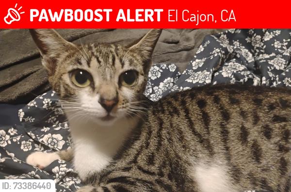 Lost Female Cat last seen Shadow mountain community church, El Cajon, CA 92019