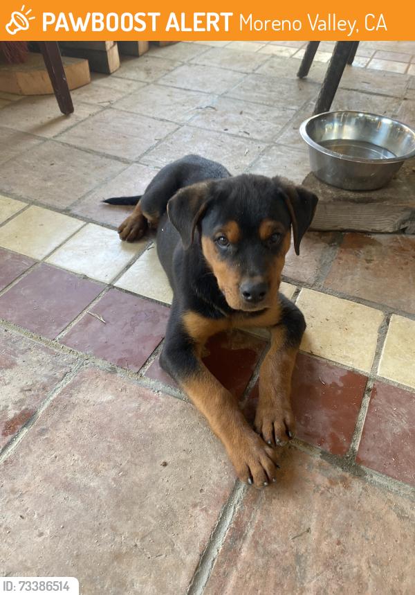 Found/Stray Male Dog last seen Indian st, Moreno Valley, CA 92551