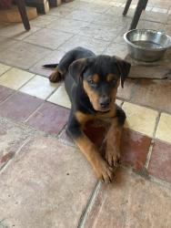 Found/Stray Male Dog last seen Indian st, Moreno Valley, CA 92551