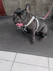 Lost Female Dog last seen Woodside near Broadway, Queens, NY 11377