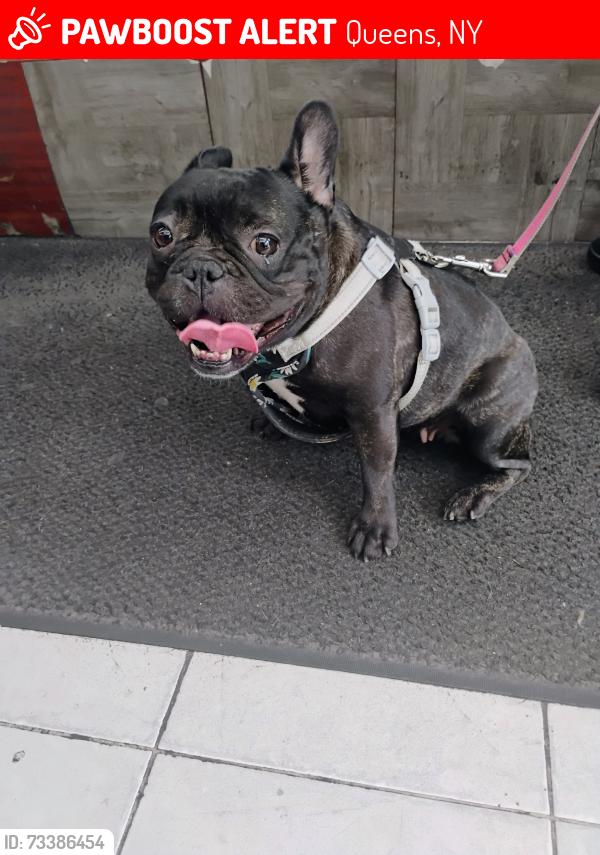 Lost Female Dog last seen Woodside near Broadway, Queens, NY 11377