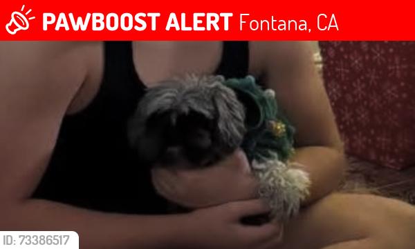 Lost Male Dog last seen Cherry foothill baseline point loma, Fontana, CA 92336